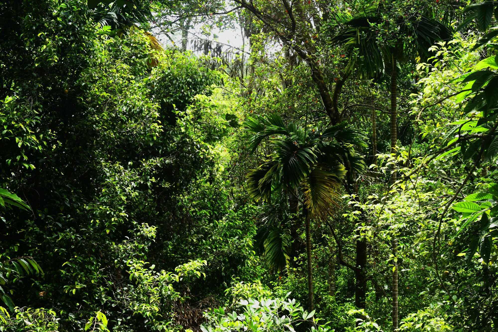 Hotel Avaana By Springhills Kandy Exterior foto